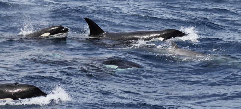 The beaked whale being flanked by killer whales closely on each side. (Image: Rebecca Wellard et al., 2016/PLOS One)